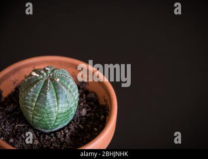 Nahaufnahme einer Euphorbia obesa seltene Sukkulente Pflanze in Terrakotta-Topf auf dunkelgrauem Hintergrund. Trendige Zimmerpflanzen-Details vor dunkler Kulisse. Stockfoto