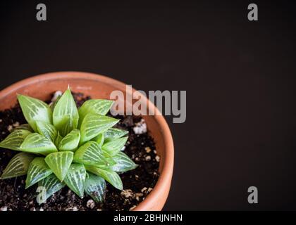 Nahaufnahme einer einzigartigen haworthia turgida saftige Zimmerpflanze in Terrakotta-Topf auf schwarzem Hintergrund. Gemustertes, attraktives Pflanzendetail. Stockfoto