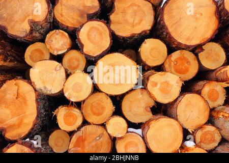 Holzstapel frisch gefällter Fichtenbäume (Picea abies) mit deutlich sichtbaren Baumringen, Trøndelag, Norwegen Stockfoto
