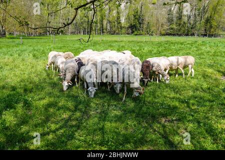 Schafherde im grünen Feld, Ariege, Südfrankreich, Frankreich, Französische Pyrenäen, Pyrenäen Stockfoto