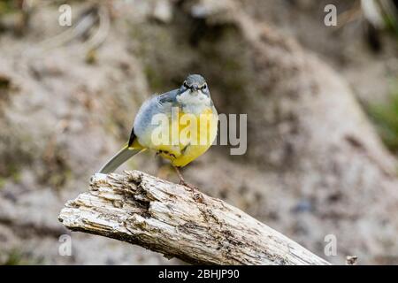 Eine weibliche graue Bachstelze, die am Rande des Wassers in einem Gartenteich in der Mitte von Wales auf Nahrungssuche ist. Stockfoto