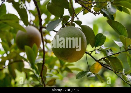 Nahaufnahme auf Pomelos, die vom Baum hängen. Stockfoto