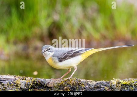 Eine weibliche graue Bachstelze, die am Rande des Wassers in einem Gartenteich in der Mitte von Wales auf Nahrungssuche ist. Stockfoto