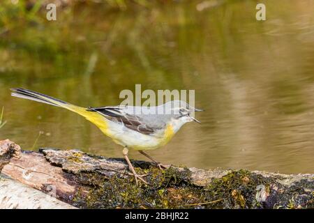 Eine weibliche graue Bachstelze, die am Rande des Wassers in einem Gartenteich in der Mitte von Wales auf Nahrungssuche ist. Stockfoto