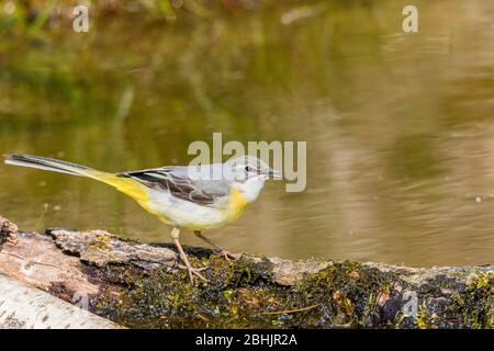 Eine weibliche graue Bachstelze, die am Rande des Wassers in einem Gartenteich in der Mitte von Wales auf Nahrungssuche ist. Stockfoto