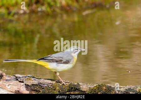 Eine weibliche graue Bachstelze, die am Rande des Wassers in einem Gartenteich in der Mitte von Wales auf Nahrungssuche ist. Stockfoto