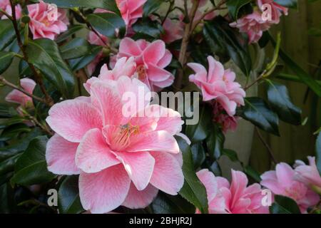 Camellia Japonica Lady Vansittart in Blume, April, 2020, Devon, Großbritannien Stockfoto