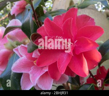 Camellia Japonica Lady Vansittart in Blüte, April 2020, Devon, UK, Blüten von blass zu dunklem Pink. Stockfoto