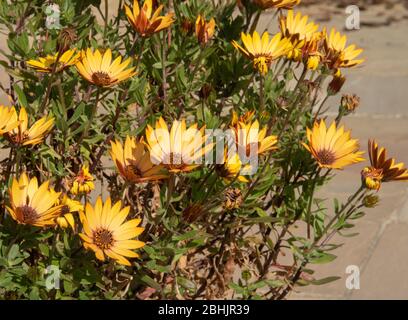 Leuchtend orange Afrikanische Gänseblümchen - Osteospernum - Blumen, die in einem Topf auf einer Terrasse in Devon UK wachsen, April 2020 Stockfoto