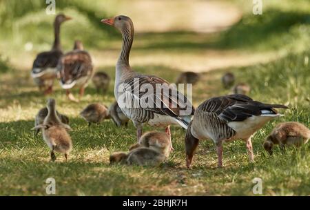 Graugänse (Anser anser) mit ihren Küken oder Gänsen grasen an einem sonnigen Frühlingstag in Waghäusel, Deutschland Stockfoto