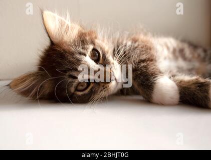 Liebenswert tabby Kätzchen unter Sonnenlicht aus nächster Nähe Stockfoto