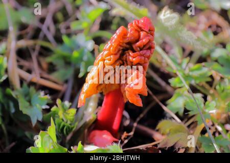 Nahaufnahme eines jungen Rhabarberhubs (Rheum rhabarbarum), der im Frühjahr sprießt Stockfoto