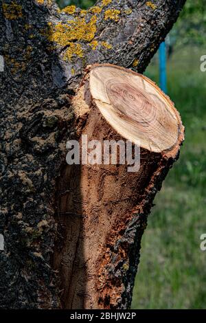 Baumholz Textur mit Querschnitt und Baumringen. Alter Baum mit rauer Rinde, die von frischem Sägemehl bedeckt ist Stockfoto