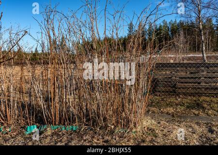 Himbeerbüsche ohne Blätter an der Rückseite des Gartens in der Nähe von Kompostanlage. Faided Gras, Kiefernwald hinter der Garde. Nach dem Winter sprießen Stockfoto