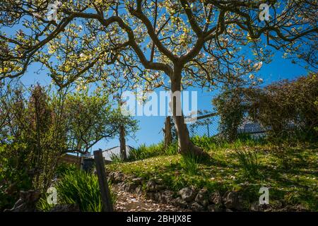 Blühende weiße Magnolienbäume in einem englischen Landgarten im Frühling Stockfoto