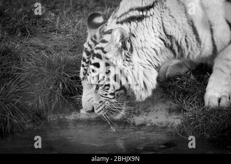 Monochrome Nahaufnahme eines weißen Tigers (Panthera tigris) in Gefangenschaft, isoliertes Trinkwasser im Freien aus Pool, West Midland Safari Park, Großbritannien. Stockfoto