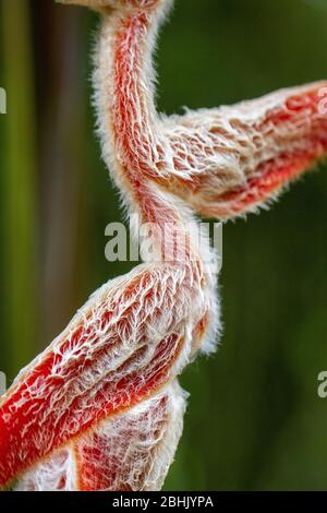 Rote und flauschige exotische Blüten Stockfoto