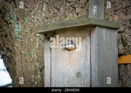 Der FKK ist bei seinem Vogelhaus und schaut sich um Stockfoto