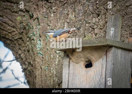 Der FKK ist bei seinem Vogelhaus und schaut sich um Stockfoto