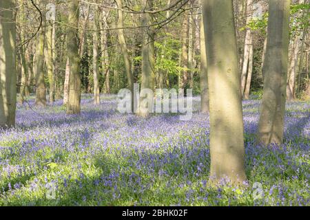 Bluebells im Chalet Wood, Epping Forest, Wanstead, London Stockfoto