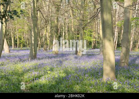 Bluebells im Chalet Wood, Epping Forest, Wanstead, London Stockfoto