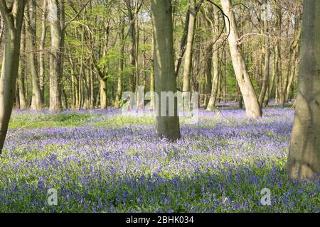 Bluebells im Chalet Wood, Epping Forest, Wanstead, London Stockfoto