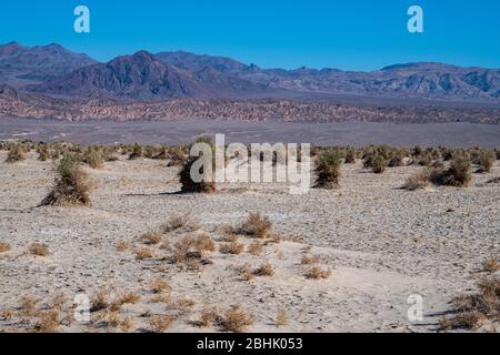 Die einzigartige Landschaft der 'Devil's Cornfield' Gegend im Death Valley National Park, Kalifornien Stockfoto