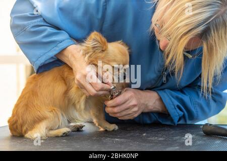 Schneiden Nägel auf Pfoten von chihuahua Hund durch professionelle Pistenraupe. Stockfoto