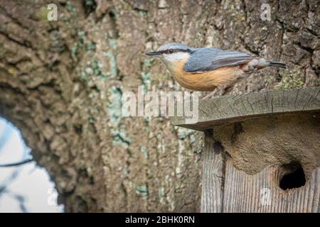 Der FKK ist bei seinem Vogelhaus und schaut sich um Stockfoto