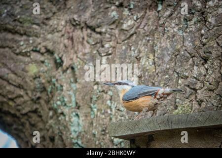 Der FKK ist bei seinem Vogelhaus und schaut sich um Stockfoto