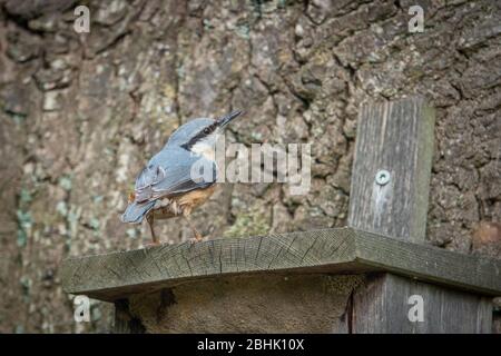 Der FKK ist bei seinem Vogelhaus und schaut sich um Stockfoto