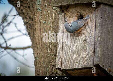 Der FKK ist bei seinem Vogelhaus und schaut sich um Stockfoto