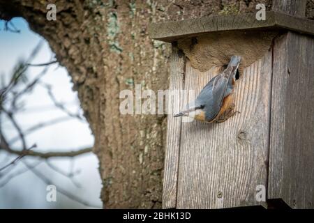 Der FKK ist bei seinem Vogelhaus und schaut sich um Stockfoto