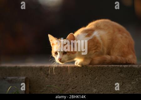 Rote Katze lauert und schaut jemanden im Garten an. Stockfoto