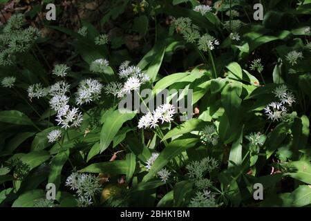 Bärlauch in österreichischen Wäldern Stockfoto