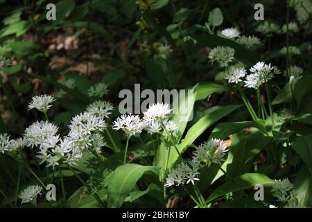 Bärlauch in österreichischen Wäldern Stockfoto