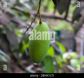 Einzelne grüne, saure Mangobst, die von einem großen Mangobaum in der wilden Natur hängt Stockfoto