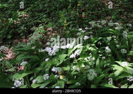 Bärlauch in österreichischen Wäldern Stockfoto