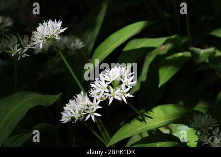 Bärlauch in österreichischen Wäldern Stockfoto