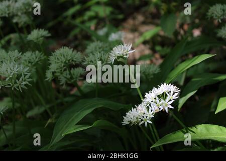 Bärlauch in österreichischen Wäldern Stockfoto