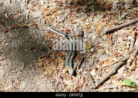 Schlangenhaut in österreichischem Holz und der Wanderweg Stockfoto