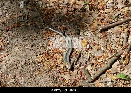 Schlangenhaut in österreichischem Holz und der Wanderweg Stockfoto