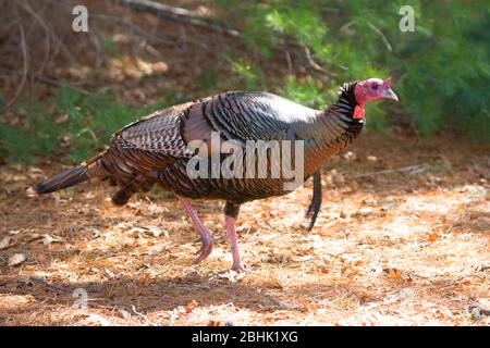 Ein männlicher türkei (Tom), der durch den Wald am Cape Cod, Massachusetts, USA, schlendert Stockfoto