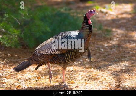 Ein männlicher türkei (Tom), der durch den Wald am Cape Cod, Massachusetts, USA, schlendert Stockfoto