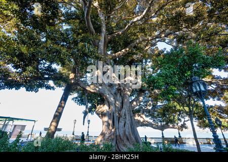 Alameda de Apodaca, einen öffentlichen Park und ein Beispiel für den eklektischen Stil des Regionalismus in Cadiz, mit riesigen ficus Bäume und eine Bank mit Sevi Stockfoto