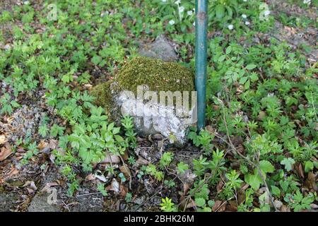 Grenzstein in einem ausrischen Wald Stockfoto