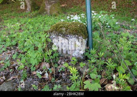 Grenzstein in einem ausrischen Wald Stockfoto