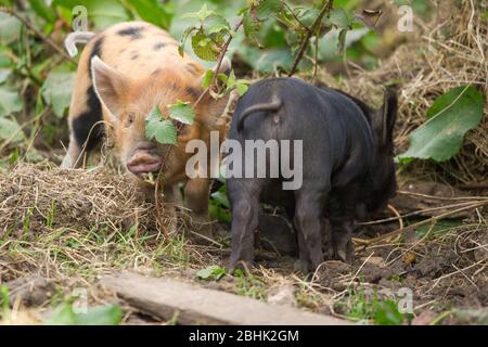 Cumbernauld, Großbritannien. April 2020. Im Bild: Süße Frühlingsferkel spielen in der Wärme des nachmittäglichen Frühlingssonne. Diese kleinen Schweine haben ihren Speck gerettet, da die Blockierung des Coronavirus (COVID-19) dazu geführt hat, dass die Dinge auf dem Bauernhof zum Stillstand gekommen sind und die Tiere vorerst ein neues Leben genießen können. Quelle: Colin Fisher/Alamy Live News Stockfoto