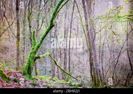 Moos bedeckte Bäume auf dem Elidir Trail, legendärer Eingang zum Märchenreich, im Fforest Ffaw Geopark (großer Wald) in den Brecon Beacons Stockfoto