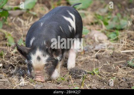 Cumbernauld, Großbritannien. April 2020. Im Bild: Süße Frühlingsferkel spielen in der Wärme des nachmittäglichen Frühlingssonne. Diese kleinen Schweine haben ihren Speck gerettet, da die Blockierung des Coronavirus (COVID-19) dazu geführt hat, dass die Dinge auf dem Bauernhof zum Stillstand gekommen sind und die Tiere vorerst ein neues Leben genießen können. Quelle: Colin Fisher/Alamy Live News Stockfoto